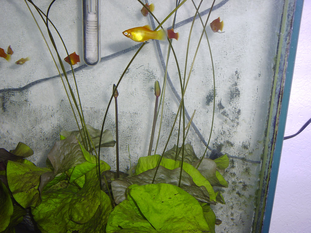 Nymphaea minuta Dec 31 05 submerged buds Image001